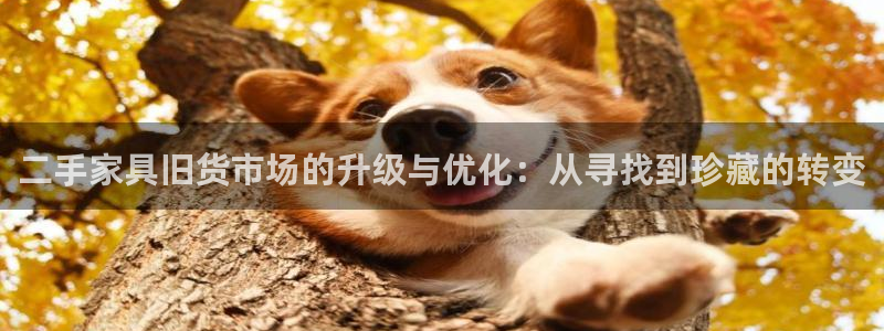 安信312 12